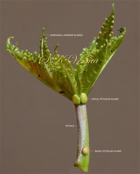  Young leaf with apical,  basal petiolar glands and  marginal glands